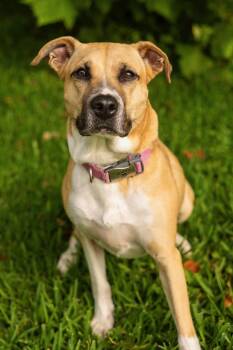 Rescue Retriever and Black Mouth Cur Dogs for Adoption in Houston, Texas - Tallulah | PetCurious