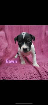 Dawn -  American Staffordshire Terrier Dog for Adoption in Seaside Heights, New Jersey - Dawn | PetCurious