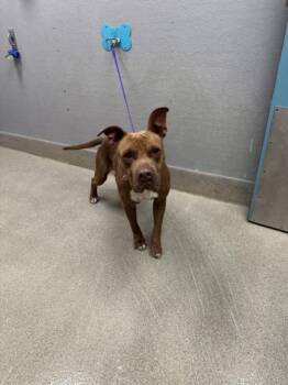 VINNY -  Pit Bull Terrier Dog for Adoption in Las Vegas, Nevada - VINNY | PetCurious