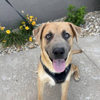 Kylee -  Shepherd and Labrador Retriever Dog for Adoption in Hiawatha, Kansas - Kylee | PetCurious