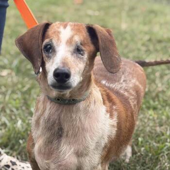 willie -  Dachshund Dog for Adoption in Gloucester, Virginia - Willie | PetCurious
