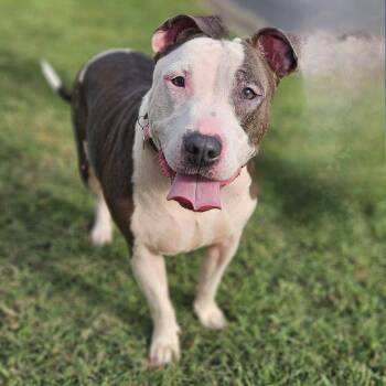 Rescue Bull Terrier and Mixed Breed Dogs for Adoption in Chesapeake, Virginia - Lexie | PetCurious