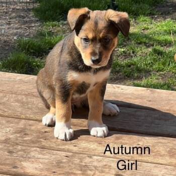 Autumn (20260602-06) -  Husky and Shepherd Dog Available for Adoption in Niagara Falls, Ontario - Autumn (20260602-06) | PetCurious