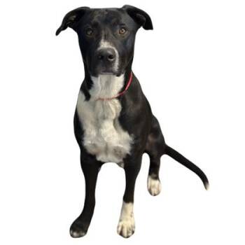 Newman -  Labrador Retriever Dog Available for Adoption in Red Bluff, California - Newman | PetCurious