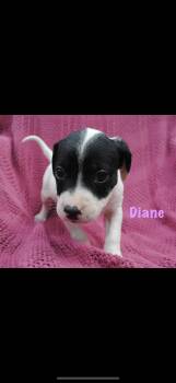 Diane -  American Staffordshire Terrier Dog for Adoption in Seaside Heights, New Jersey - Diane | PetCurious