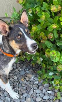 Meteor IN TRAINING AT LOCAL PRISON DOG PROGRAM -  Border Collie Dog for Adoption in Othello, Washington - Meteor IN TRAINING AT LOCAL PRISON DOG PROGRAM | PetCurious