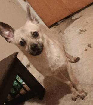 Rescue Chihuahua Dogs for Adoption in Beeville, Texas - Rocky | PetCurious