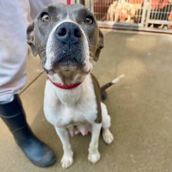 Rescue Pit Bull Terrier and Mixed Breed Dogs for Adoption in Tyrone, Georgia - Minka (HW+) 09-2228 | PetCurious