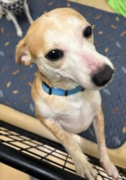 Terrier Dogs Available for Adoption in Manchester, Tennessee - Sammie | PetCurious