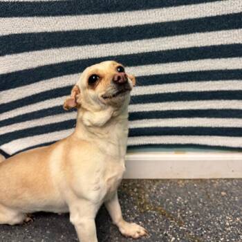Chihuahua Dogs Available for Adoption in Fresno, California - Smiley | PetCurious