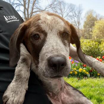 German Shorthaired Pointer and Bluetick Coonhound Dogs Available for Adoption in Hinesville, Georgia - Johanna | PetCurious