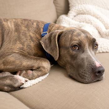 Cici -  American Staffordshire Terrier and Mixed Breed Dog for Adoption in Houston, Texas - Cici | PetCurious