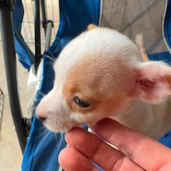 Buffy -  Chihuahua Dog for Adoption in Shelby, North Carolina - Buffy | PetCurious