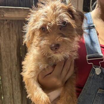 Clementine -  Terrier Dog for Adoption in Sonoma, California - Clementine | PetCurious