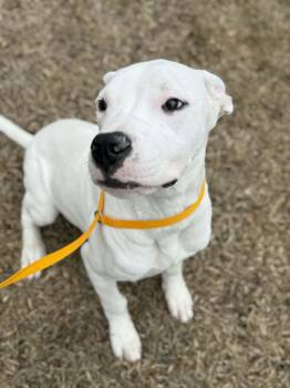 Dogo Argentino Dogs Available for Adoption - Liza | PetCurious