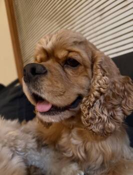 Ryder -  Cocker Spaniel Dog for Adoption in Council Bluffs, Iowa - Ryder | PetCurious
