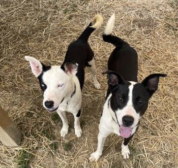 Lucas -  Australian Shepherd and Siberian Husky Dog for Adoption in Salem, Ohio - Lucas | PetCurious