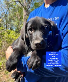 Black Labrador Retriever Dogs Available for Adoption - Croutons  | PetCurious