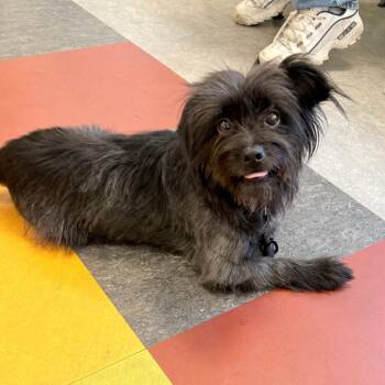 Pudding Pop -  Mixed Breed Dog for Adoption in Philadelphia, Pennsylvania - Pudding Pop | PetCurious