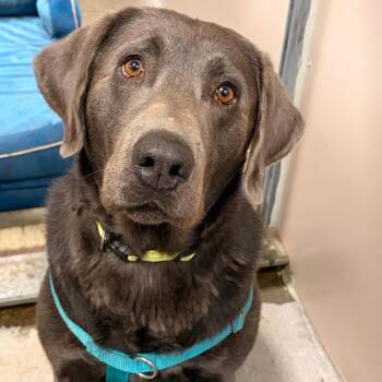 Mister Brillo -  Labrador Retriever Dog for Adoption in Murray, Utah - Mister Brillo | PetCurious