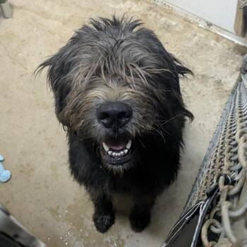 Valley -  Mixed Breed Dog for Adoption in Walker, Michigan - Valley | PetCurious