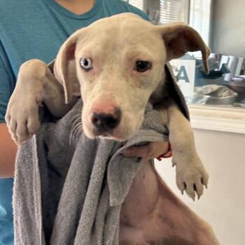 Lydia -  Pit Bull Terrier and Mixed Breed Dog for Adoption in Starkville, Mississippi - Lydia | PetCurious
