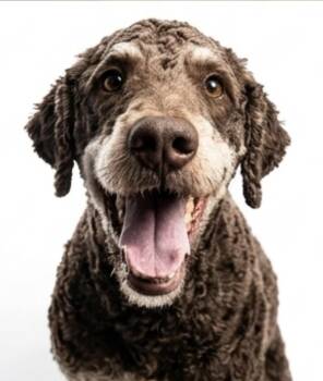 Poodle Dogs Available for Adoption in Semmes, Alabama - Duke  | PetCurious