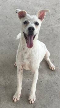Sampson-Good Puppy! -  Terrier and Dogo Argentino Dog for Adoption in Fort Myers, Florida - Sampson-Good Puppy! | PetCurious
