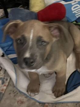 Labrador Retriever and Coonhound Dogs Available for Adoption in Tonopah, Arizona - Lab/coon Hound Puppies | PetCurious