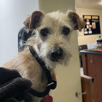Ernie -  Terrier Dog for Adoption in Pasadena, California - Ernie | PetCurious