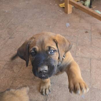 Golden Retriever and Australian Shepherd Dogs Available for Adoption in Oracle, Arizona - Alex | PetCurious