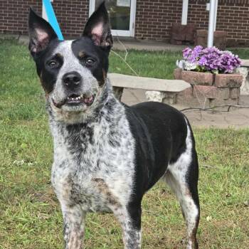 Rescue Australian Cattle Dog Blue Heeler Dogs for Adoption in Waterloo, Iowa - Kiah | PetCurious