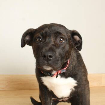 Mountain Cur and Retriever Dogs Available for Adoption - Rosalyn D68215 | PetCurious