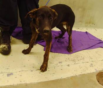 Rescue Labrador Retriever and Mixed Breed Dogs for Adoption in Houston, Texas - TURNIP | PetCurious