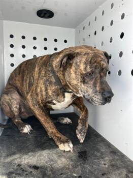 Pit Bull Terrier and Mixed Breed Dogs Available for Adoption in Albuquerque, New Mexico - SADIE | PetCurious