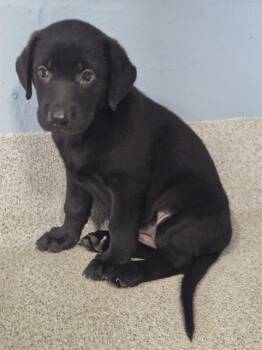 CHICKADEE -  Labrador Retriever and Mixed Breed Dog for Adoption in Tallahassee, Florida - CHICKADEE | PetCurious