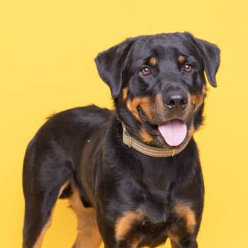 Rescue Mixed Breed Dogs for Adoption in Franklin, Tennessee - Rex | PetCurious