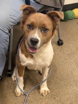 Georgia -  Pit Bull Terrier Dog for Adoption in Cleveland, Ohio - Georgia | PetCurious