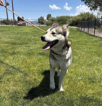 Scotty -  Siberian Husky Dog for Adoption in Montrose, Colorado - Scotty | PetCurious