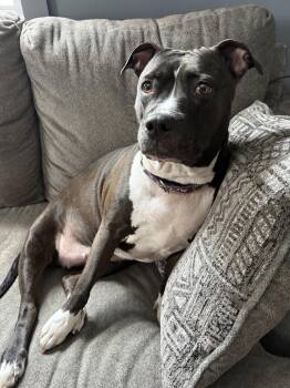 Rescue Pit Bull Terrier Dogs for Adoption in Derwood, Maryland - Tiger Lily | PetCurious