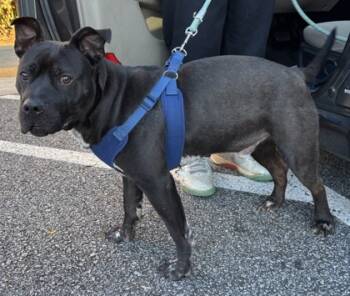 Rescue Mixed Breed Dogs for Adoption in Chamblee, Georgia - 59806855 | PetCurious