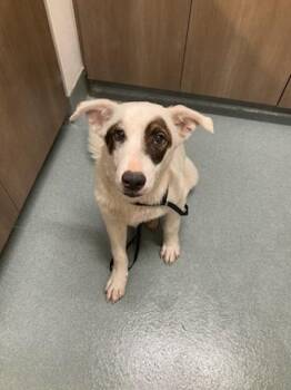 MURPHY -  Australian Cattle Dog Blue Heeler and Mixed Breed Dog for Adoption in Baytown, Texas - MURPHY | PetCurious
