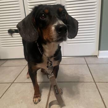 Mazie -  Beagle Dog for Adoption in Aurora, Illinois - Mazie | PetCurious