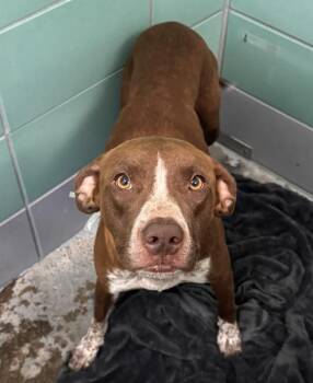 Staffordshire Bull Terrier and Mixed Breed Dogs Available for Adoption in Houston, Texas - PIPER | PetCurious