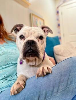 American Bully and English Bulldog Dogs Available for Adoption - Miss Cheesecake Sweeter Than Sugar | PetCurious