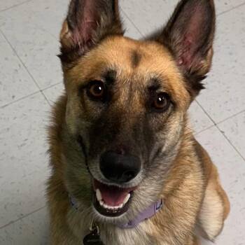 Sasha BB -  German Shepherd Dog and Belgian Shepherd Malinois Dog for Adoption in Austin, Texas - Sasha BB | PetCurious
