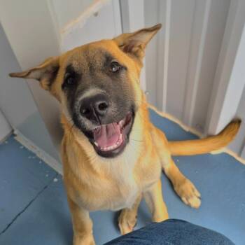 Lane -  Belgian Shepherd Malinois and Shepherd Dog for Adoption in Moriarty, New Mexico - Lane | PetCurious