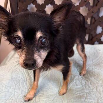 Slater 14556 -  Chihuahua Dog for Adoption in San Francisco, California - Slater 14556 | PetCurious