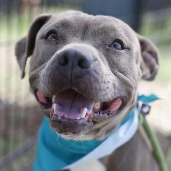 OAKLEY -  American Staffordshire Terrier Dog for Adoption in San Antonio, Texas - OAKLEY | PetCurious