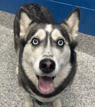 Korra -  Siberian Husky Dog for Adoption in Golden, Colorado - Korra | PetCurious